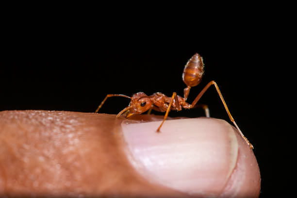 istock Red ants on the fingers 1134703464