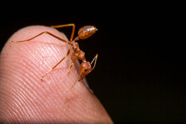 istock Red ants on the fingers 1134703530