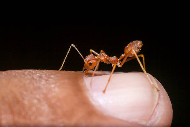 istock Red ants on the fingers 1134703550