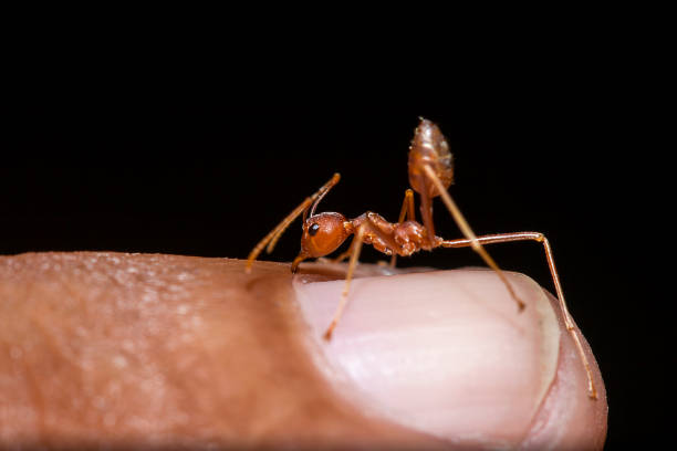 istock Red ants on the fingers 1134703599
