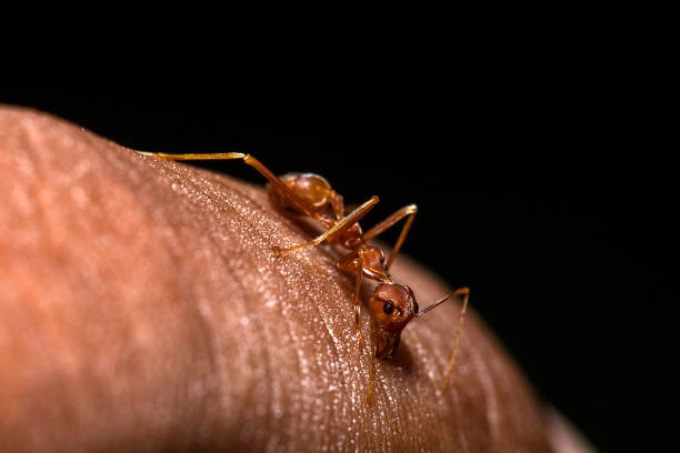 istock Red ants on the fingers 1134703627