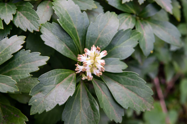 Japanese Pachysandra Flowers in Bloom in Winter stock photo