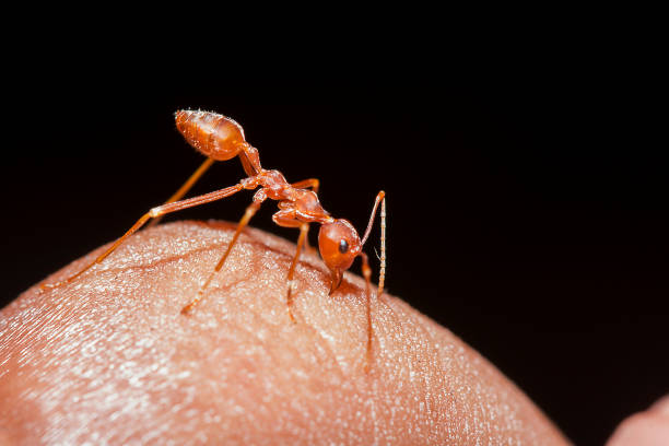 istock Red ants on the fingers 1134703718