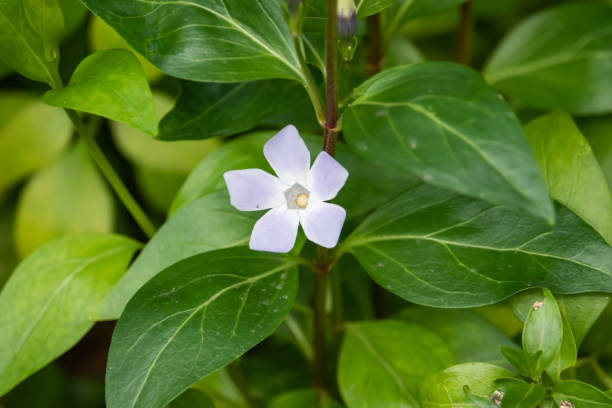 istock Intermediate Periwinkle Flower in Bloom in Winter 1134703753