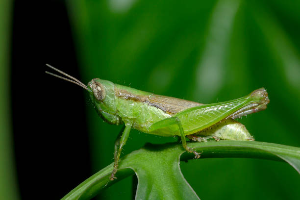 istock Grasshoppers on green leaves in nature 1134703779