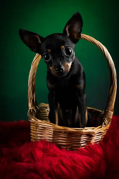 Puppy, dog, toy terrier portrait on a green background