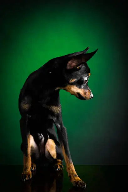 Puppy, dog, toy terrier portrait on a green background