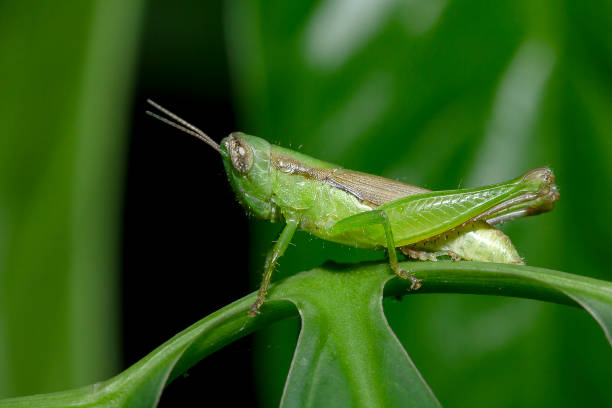 кузнечики на зеленых листьях в природе - grasshopper стоковые фото и изображения