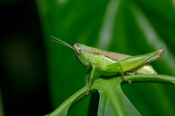 istock Grasshoppers on green leaves in nature 1134704613