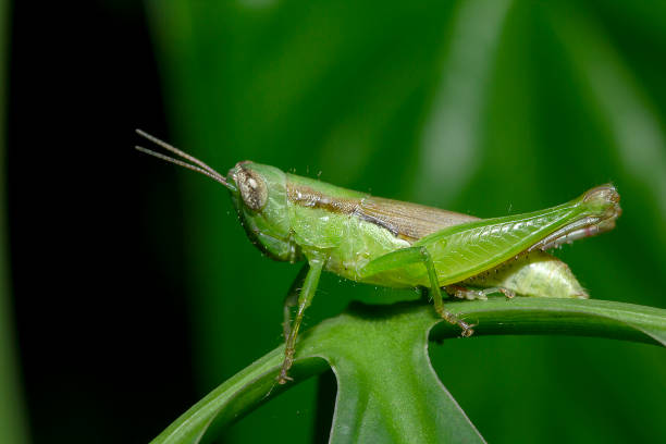 istock Grasshoppers on green leaves in nature 1134704714