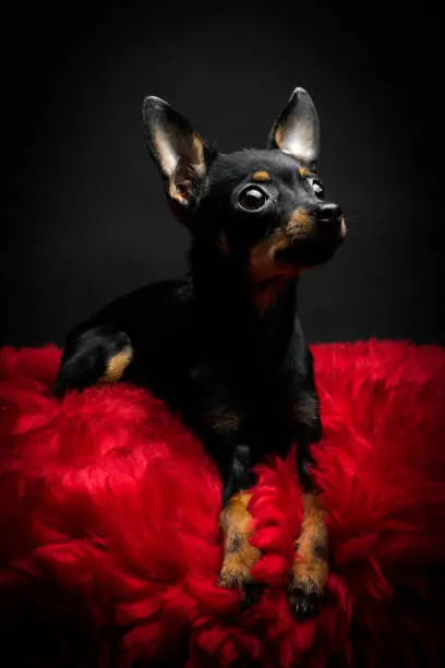 Puppy, dog, toy terrier portrait on a black background