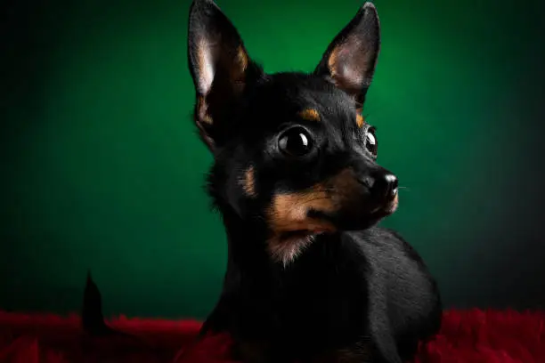 Puppy, dog, toy terrier portrait on a green background