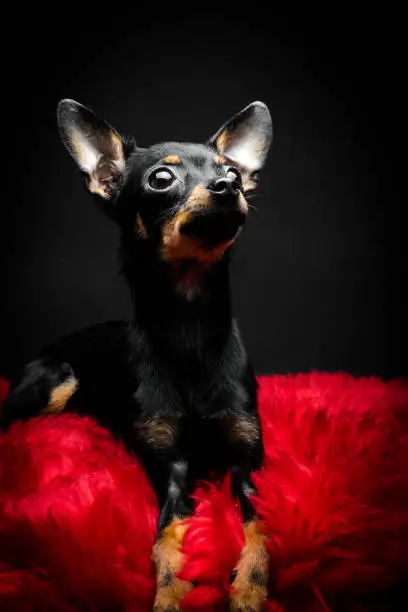 Puppy, dog, toy terrier portrait on a black background