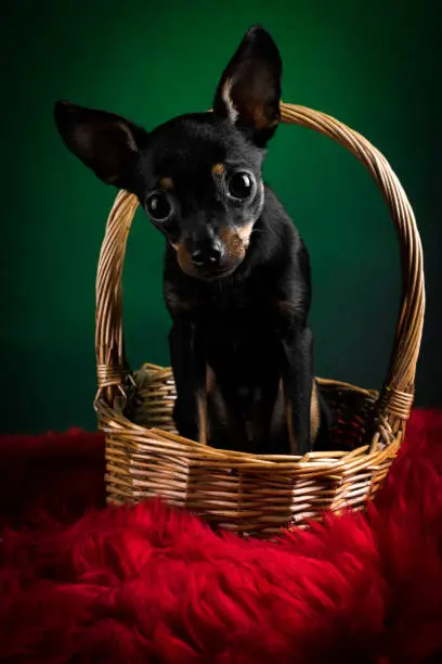 Puppy, dog, toy terrier portrait on a green background