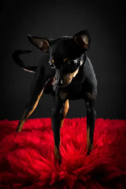 Puppy, dog, toy terrier portrait on a black background