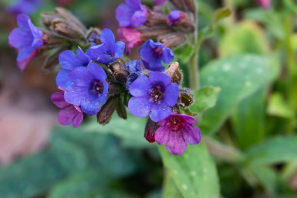 узкие ливятые цветы lungwort в цвету в зиме - венчик лепесток фотографии стоковые фото и изображения