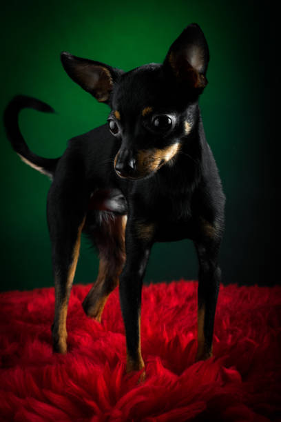 Puppy, dog, toy terrier portrait on a green background