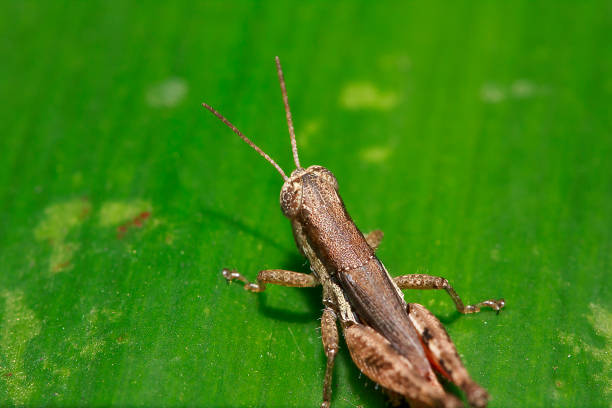 istock Brown grasshoppers on green leaves 1134705012