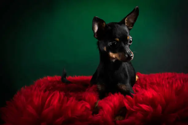 Puppy, dog, toy terrier portrait on a green background