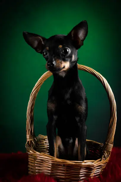 Puppy, dog, toy terrier portrait on a green background