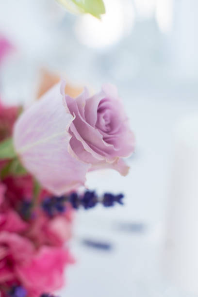 istock Macro delicate fresh pink rose flower. Wedding fresh flowers decoration. 1134705801