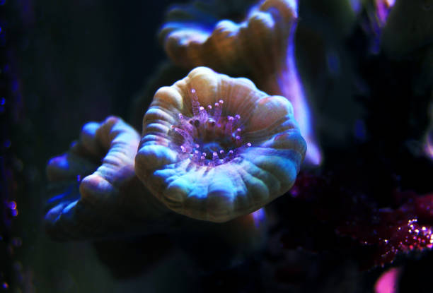istock Caulastrea Trumpet long polyp stony coral in reef aquarium 1134706268