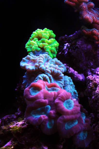 istock Caulastrea Trumpet long polyp stony coral in reef aquarium 1134706270