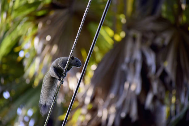 The squirrel is climbing on the power line.