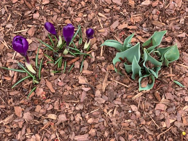 Crocus stock photo