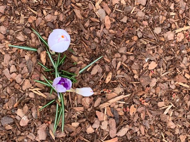 First Crocus stock photo