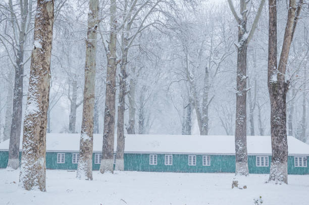 A panoramic view of a green barrack, hut, lodge in a dense forest during snowfall. Falling snow winter wonderland.