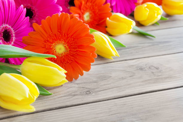 букет цветов герберы и тюльпанов на деревянном фоне - bouquet tulip greeting card gerbera daisy стоковые фото и изображения