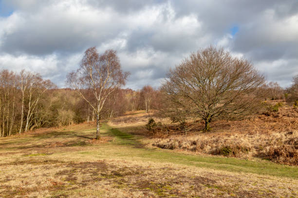 istock Chailey Common in Sussex 1134713951