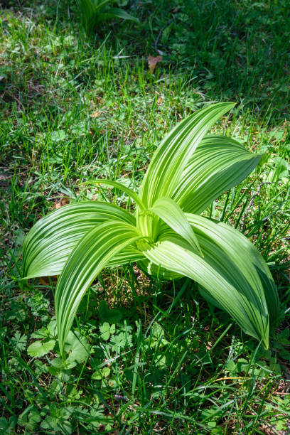 istock Green Spring Bush in the Park at dawn 1134714029
