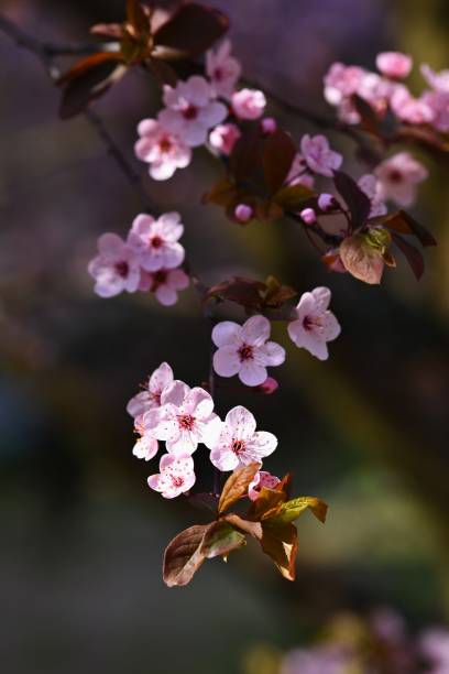 istock Beautiful nature scene with blooming tree and sun. Easter Sunny day. Spring flowers. Orchard Abstract blurred background in Springtime. 1134714499