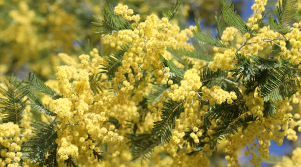istock background with many yellow mimosa flowers bloomed in March 1134715422