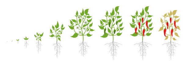 Growth stages of red chili pepper plant. Vector illustration. Capsicum annuum. Cayenne pepper life cycle. On white background. Growth stages of red chili pepper plant. Vector illustration. Capsicum annuum. Cayenne pepper life cycle. On white background. Also chile, chile pepper and chilli pepper, or chilli. plant root growth cultivated stock illustrations
