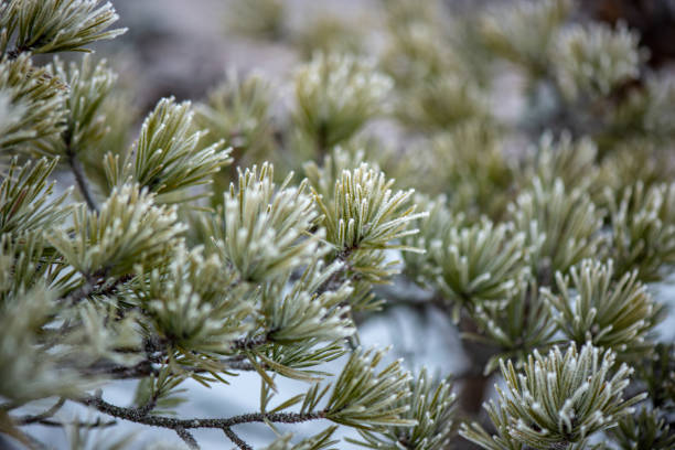istock tree branches in bushes in winter cold weather 1134717453
