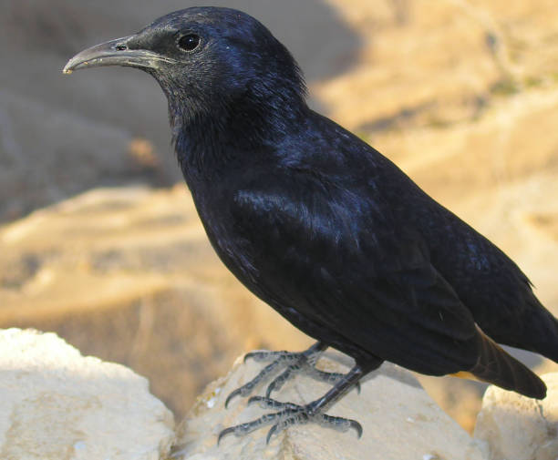 istock Bird on Masada fortress, Dead sea 1134718643