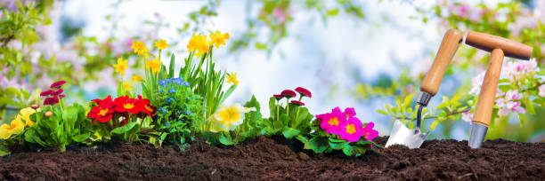 istock Planting spring flowers in sunny garden 1134719579