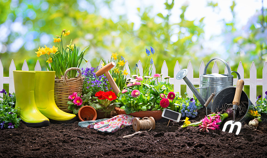 Planting spring flowers in the sunny garden