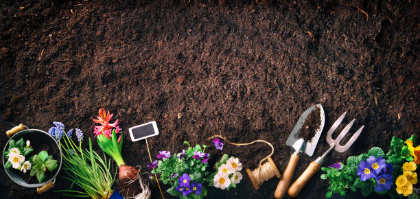 садовые инструменты и цветы на почве - watering can trowel dirt shovel стоковые фото и изображения