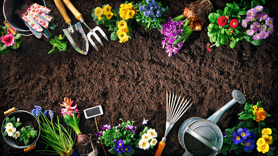Planting spring flowers in the garden. Gardening tools and flowers on soil