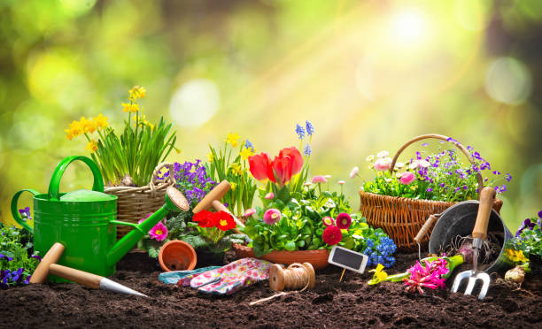 istock Planting spring flowers in the garden 1134719602
