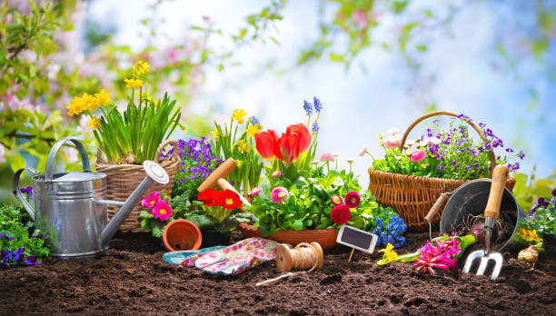 istock Planting spring flowers in the garden 1134719603