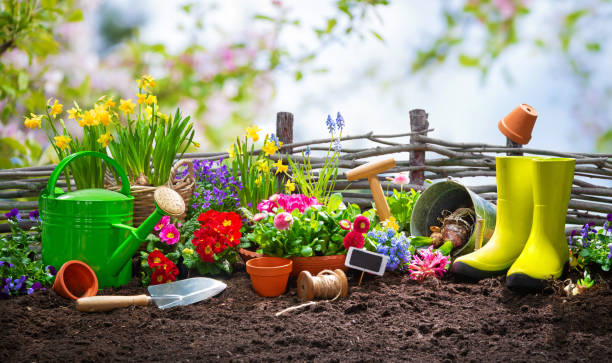 istock Planting spring flowers in the garden 1134719604