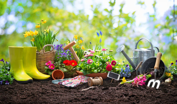 istock Planting spring flowers in the garden 1134719609