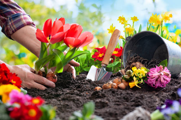 istock Planting spring flowers in the garden 1134719610