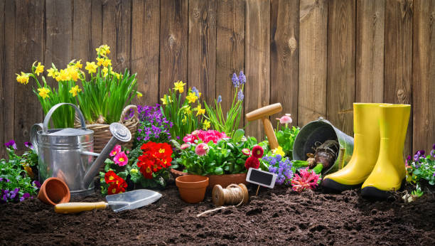 istock Planting spring flowers in the garden 1134719611