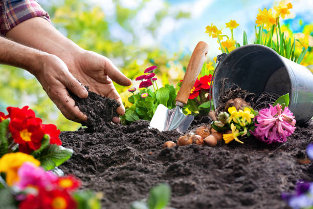piantare fiori primaverili in giardino - shovel trowel dirt plant foto e immagini stock
